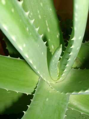 aloe_vera_index