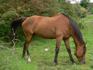 cheval_aloes