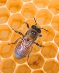 abeille