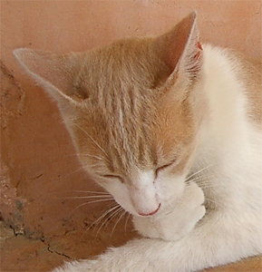 chat_aloes