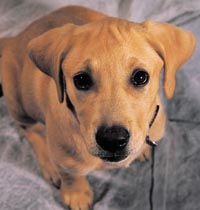 chien_aloes
