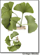 ginkgo_biloba