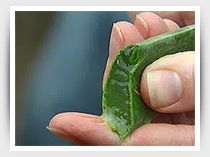 mucilage_aloes