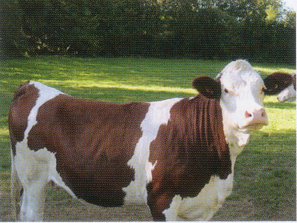 vache_aloes
